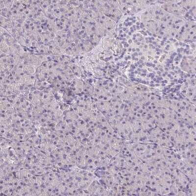 Immunohistochemistry-Paraffin: Filamin A interacting protein 1 Antibody [NBP2-33686] - Staining of human pancreas shows low expression as expected.