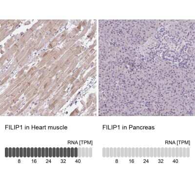 Immunohistochemistry-Paraffin: Filamin A interacting protein 1 Antibody [NBP2-33686] - Staining in human heart muscle and pancreas tissues using anti-FILIP1 antibody. Corresponding FILIP1 RNA-seq data are presented for the same tissues.