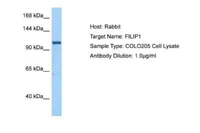 Western Blot Filamin A interacting protein 1 Antibody