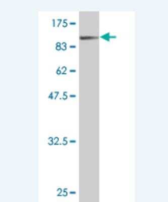 Western Blot: Filensin Antibody (1B11) [H00000631-M01] -  Detection against Immunogen (84.92 KDa) .