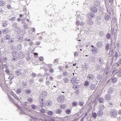 Immunohistochemistry-Paraffin: Filensin Antibody [NBP1-91902] - Staining of human testis.