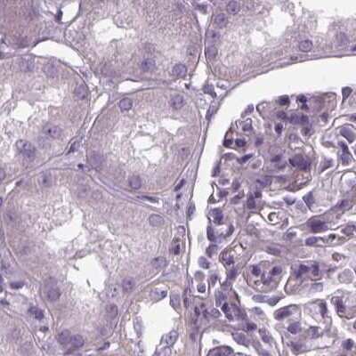 Immunohistochemistry-Paraffin: Filensin Antibody [NBP1-91902] - Staining of human kidney.