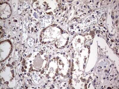 Immunohistochemistry: Filensin Antibody (OTI2B2) - Azide and BSA Free [NBP2-70249] - Analysis of Human Kidney tissue.