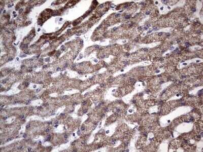 Immunohistochemistry: Filensin Antibody (OTI2B2) - Azide and BSA Free [NBP2-70249] - Analysis of Human liver tissue.