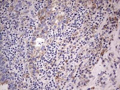 Immunohistochemistry: Filensin Antibody (OTI2B2) - Azide and BSA Free [NBP2-70249] - Analysis of Human lymph node tissue.