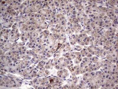 Immunohistochemistry: Filensin Antibody (OTI2B2) - Azide and BSA Free [NBP2-70249] - Analysis of Human pancreas tissue.