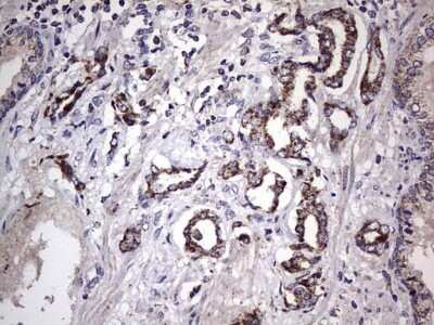 Immunohistochemistry: Filensin Antibody (OTI2B2) - Azide and BSA Free [NBP2-70249] - Analysis of Human prostate tissue.