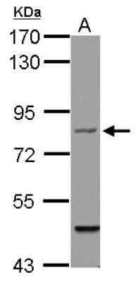 Western Blot: Filensin Antibody [NBP2-16497] - Sample (30 ug of whole cell lysate) A: HCT116 7. 5% SDS PAGE gel, diluted at 1:1000.