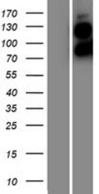 Western Blot: Filensin Overexpression Lysate (Adult Normal) [NBP2-10959] Left-Empty vector transfected control cell lysate (HEK293 cell lysate); Right -Over-expression Lysate for Filensin.