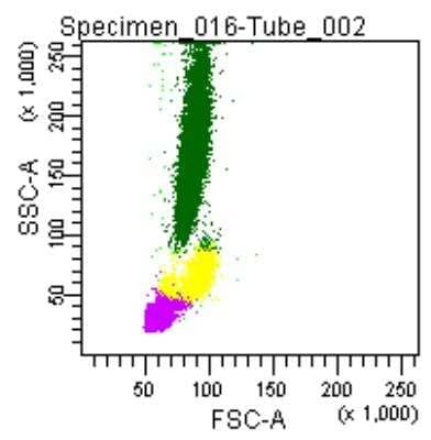 Flow Cytometry: Fixation and Permeabilization Flow Cytometry Kit [NBP2-31377] - Forward and side scatter pattern of a normal blood sample treated with NBP2-31377.