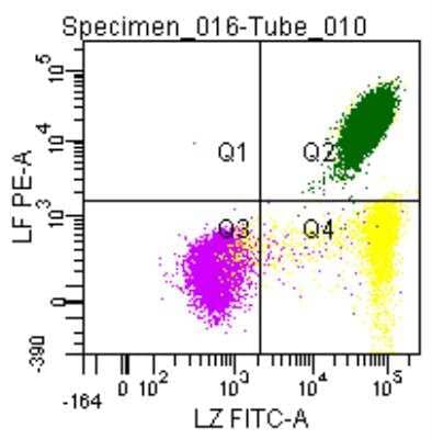 Flow Cytometry: Fixation and Permeabilization Flow Cytometry Kit [NBP2-31377] - Double labeling of a normal blood sample treated with NBP2-31377, and immunostained for Lactoferrin (PE) and Lysozyme (FITC).