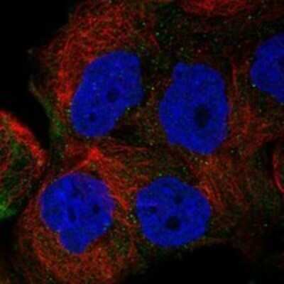 Immunocytochemistry/ Immunofluorescence Flavin containing monooxygenase 4 Antibody - BSA Free
