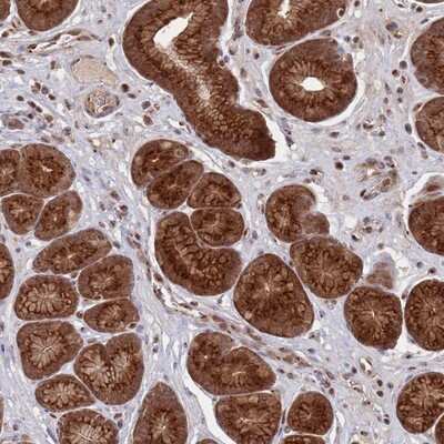 Immunohistochemistry-Paraffin Flavin containing monooxygenase 4 Antibody - BSA Free