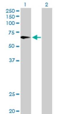 Western Blot: Flavin containing monooxygenase 4 Antibody [H00002329-B01P] - Analysis of FMO4 expression in transfected 293T cell line by FMO4 polyclonal antibody.  Lane 1: FMO4 transfected lysate(61.38 KDa). Lane 2: Non-transfected lysate.
