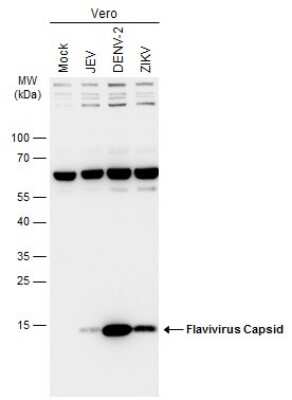 Western Blot: Flavivirus Capsid Protein Antibody [NBP3-13372] - Non-infected (-) and infected (+) Vero whole cell extracts (15 ug) were separated by 4-20% SDS-PAGE, and the membrane was blotted with Flavivirus Capsid Protein antibody (NBP3-13372) diluted at 1:2500. The HRP-conjugated anti-rabbit IgG antibody (NBP2-19301) was used to detect the primary antibody.