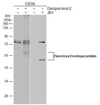 Western Blot: Flavivirus Envelope Protein Antibody [NBP3-13374] - Non-infected (-) and infected (+) C6/36 whole cell extracts (15 ug) were separated by 10% SDS-PAGE, and the membrane was blotted with Flavivirus Envelope Protein antibody (NBP3-13374) diluted at 1:5000. The HRP-conjugated anti-rabbit IgG antibody (NBP2-19301) was used to detect the primary antibody.