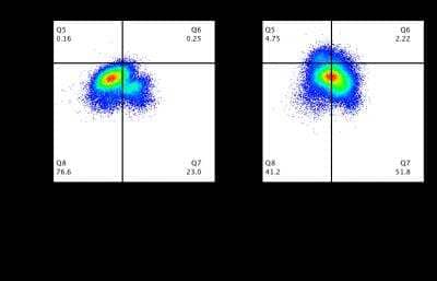 Flow Cytometry: Flavivirus group antigen Antibody (D1-4G2-4-15 (4G2)) [FITC] [NBP2-52666F] - Left: Uninfected cells. Right: Cells infected with yellow fever 17D virus, MOI=1. Image from verified customer review.