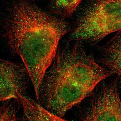 Immunocytochemistry/Immunofluorescence: Flightless I Antibody [NBP1-87926] - Staining of human cell line U-2 OS shows localization to nucleoplasm, cytosol & microtubule organizing center.