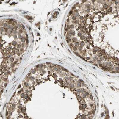 Immunohistochemistry-Paraffin: Flightless I Antibody [NBP1-87926] - Staining of human testis shows strong cytoplasmic positivity in cells in seminiferous ducts.