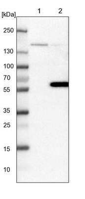 Western Blot: Flightless I Antibody [NBP1-87925] - Lane 1: NIH-3T3 cell lysate (Mouse embryonic fibroblast cells). Lane 2: NBT-II cell lysate (Rat Wistar bladder tumor cells).