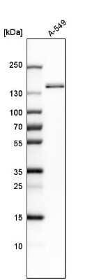 Western Blot: Flightless I Antibody [NBP1-87926] - Analysis in human cell line A-549.