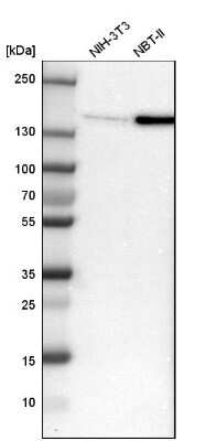 Western Blot: Flightless I Antibody [NBP1-87926] - Analysis in mouse cell line NIH-3T3 and rat cell line NBT-II.