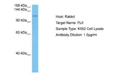 Western Blot: Flightless I Antibody [NBP2-87448] - Host: Rabbit. Target Name: FLII. Sample Tissue: Human K562 Whole Cell lysates. Antibody Dilution: 1ug/ml