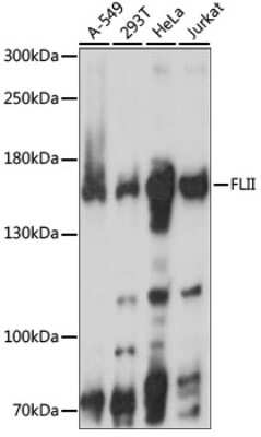 Western Blot: Flightless I Antibody [NBP3-03712] - Analysis of extracts of various cell lines, using Flightless I antibody at 1:1000 dilution. Secondary antibody: HRP Goat Anti-Rabbit IgG (H+L) at 1:10000 dilution. Lysates/proteins: 25ug per lane. Blocking buffer: 3% nonfat dry milk in TBST.