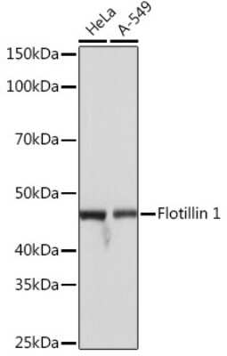 Western Blot: Flotillin-1 Antibody (8I2S7) [NBP3-16152] - Analysis of extracts of various cell lines, using Flotillin-1 Rabbit mAb (NBP3-16152) at 1:1000 dilution. Secondary antibody: HRP Goat Anti-Rabbit IgG (H+L) at 1:10000 dilution. Lysates/proteins: 25ug per lane. Blocking buffer: 3% nonfat dry milk in TBST. Detection: ECL Basic Kit. Exposure time: 1s.