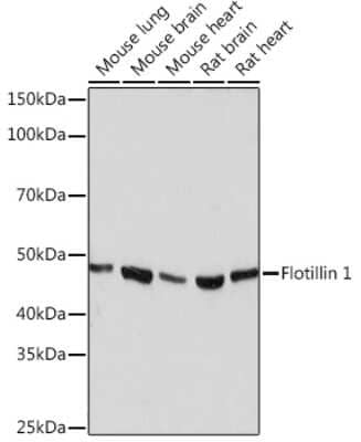 Western Blot: Flotillin-1 Antibody (8I2S7) [NBP3-16152] - Analysis of extracts of various cell lines, using Flotillin-1 Rabbit mAb (NBP3-16152) at 1:1000 dilution. Secondary antibody: HRP Goat Anti-Rabbit IgG (H+L) at 1:10000 dilution. Lysates/proteins: 25ug per lane. Blocking buffer: 3% nonfat dry milk in TBST. Detection: ECL Basic Kit. Exposure time: 3min.