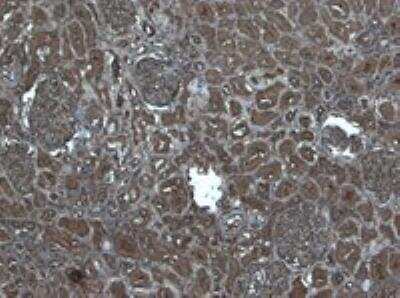 Immunohistochemistry-Paraffin: Flotillin-1 Antibody [NB100-1043] - Staining of paraffin embedded Human Kidney. Antibody at 5 ug/mL. Heat induced antigen retrieval with citrate buffer pH 6, HRP-staining.