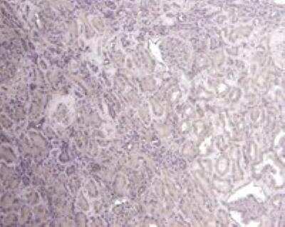 Immunohistochemistry-Paraffin: Flotillin-1 Antibody [NB100-1043] - Negative Control showing staining of paraffin embedded Human Kidney, with no primary antibody.