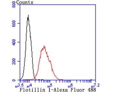Flow Cytometry: Flotillin-1 Antibody (JB19-45) [NBP2-75492] - Analysis of HUVEC cells with Flotillin 1 antibody at 1/100 dilution (red) compared with an unlabelled control (cells without incubation with primary antibody; black). Alexa Fluor 488-conjugated goat anti-rabbit IgG was used as the secondary antibody.