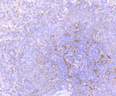 Immunohistochemistry-Paraffin: Flotillin-1 Antibody (JB19-45) [NBP2-75492] - Analysis of paraffin-embedded human spleen tissue using anti-Flotillin 1 antibody. Counter stained with hematoxylin.