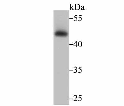 Western Blot: Flotillin-1 Antibody (JB19-45) [NBP2-75492] - Analysis of Flotillin 1 on PC-3M cell lysate using anti-Flotillin 1 antibody at 1/500 dilution.