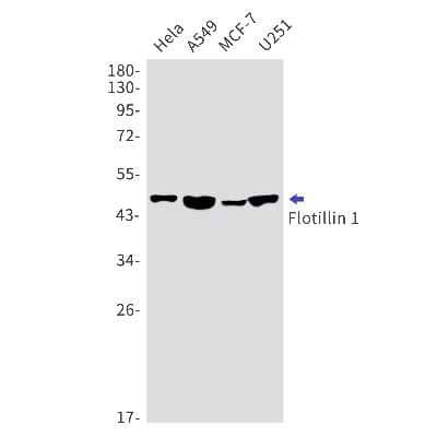 Western Blot: Flotillin-1 Antibody (S08-0G5) [NBP3-14932] - Western blot detection of Flotillin-1 in Hela, A549, MCF-7, U251 cell lysates using Flotillin-1 Rabbit mAb (1:1000 diluted). Predicted band size: 47kDa. Observed band size: 49kDa.