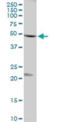 Western Blot: Flotillin-1 Antibody [H00010211-D01P] - Analysis of FLOT1 expression in human liver.