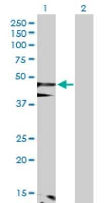 Western Blot: Flotillin-1 Antibody [H00010211-D01P] - Analysis of FLOT1 expression in transfected 293T cell line by FLOT1 polyclonal antibody.Lane 1: FLOT1 transfected lysate(47.40 KDa).Lane 2: Non-transfected lysate.