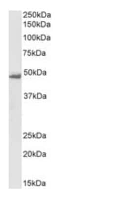 Western Blot: Flotillin-1 Antibody [NB100-1043] - Staining of K562 lysate (35 ug protein in RIPA buffer). Antibody at 0.1 ug/mL. Detected by Chemiluminescence.