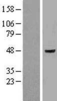 Western Blot: Flotillin-1 Overexpression Lysate (Adult Normal) [NBL1-10769] Left-Empty vector transfected control cell lysate (HEK293 cell lysate); Right -Over-expression Lysate for Flotillin-1.