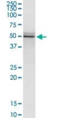 Western Blot: Flotillin 2 Antibody (3G6) [H00002319-M03] - Analysis of FLOT2 transfected lysate using anti-FLOT2 monoclonal antibody and Protein A Magnetic Bead, and immunoblotted with FLOT2 monoclonal antibody.