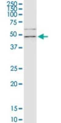 Western Blot: Flotillin 2 Antibody (3G6) [H00002319-M03] - Analysis of FLOT2 expression in A-431.