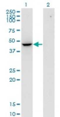 Western Blot: Flotillin 2 Antibody (3G6) [H00002319-M03] - Analysis of FLOT2 expression in transfected 293T cell line by FLOT2 monoclonal antibody (M03), clone 3G6. Lane 1: FLOT2 transfected lysate (Predicted MW: 41.7 KDa). Lane 2: Non-transfected lysate.