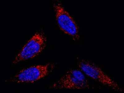 Immunocytochemistry/Immunofluorescence: Flotillin 2 Antibody [NBP2-98723] - Immunofluorescence staining of Flotillin 2 in Hela cells. Cells were fixed with 4% PFA, blocked with 10% serum, and incubated with rabbit anti-human Flotillin 2 polyclonal antibody (1:5000) at 4C overnight. Then cells were stained with the Alexa Fluor(R)594-conjugated Goat Anti-rabbit IgG secondary antibody (red) and counterstained with DAPI (blue). Positive staining was localized to cytoplasm.