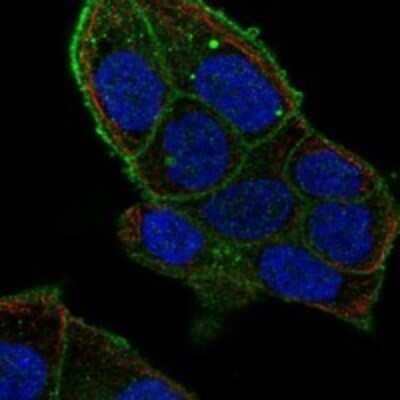 Immunocytochemistry/Immunofluorescence: Flotillin 2 Antibody [NBP3-17714] - Staining of human cell line RT4 shows localization to plasma membrane.