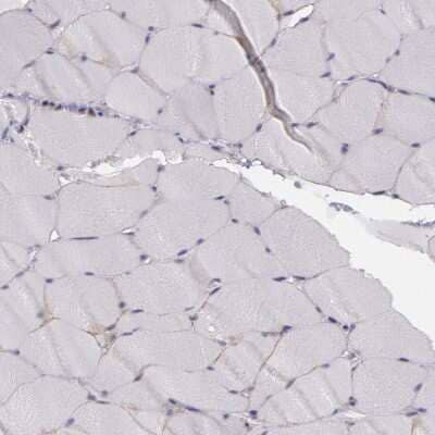 Immunohistochemistry-Paraffin: Flotillin 2 Antibody [NBP1-84910] - Staining of human skeletal muscle shows low expression as expected.