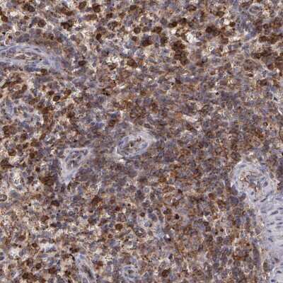 Immunohistochemistry-Paraffin: Flotillin 2 Antibody [NBP1-84910] - Staining of human spleen shows high expression.