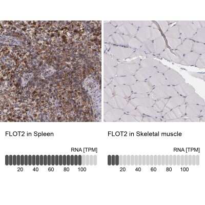 Immunohistochemistry-Paraffin: Flotillin 2 Antibody [NBP1-84910] - Staining in human spleen and skeletal muscle tissues using anti-FLOT2 antibody. Corresponding FLOT2 RNA-seq data are presented for the same tissues.