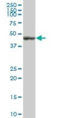 Western Blot: Flotillin 2 Antibody [H00002319-B01P] - Analysis of FLOT2 expression in human liver.