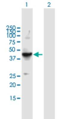 Western Blot: Flotillin 2 Antibody [H00002319-B01P] - Analysis of FLOT2 expression in transfected 293T cell line by FLOT2 polyclonal antibody.  Lane 1: FLOT2 transfected lysate(41.8 KDa). Lane 2: Non-transfected lysate.